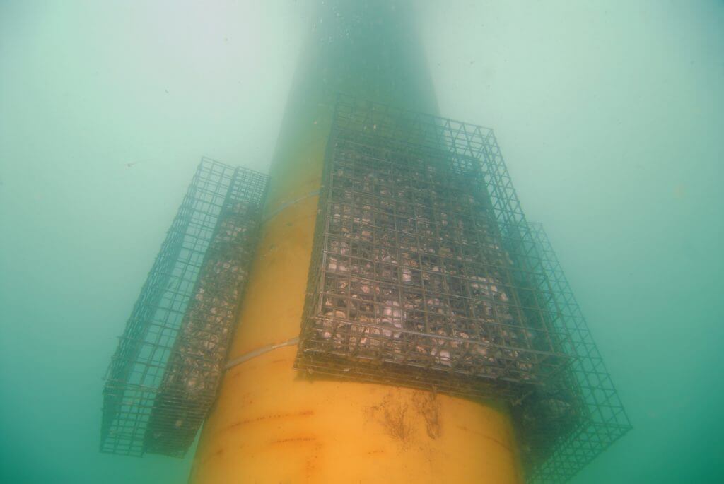 observation biodiversité offshore