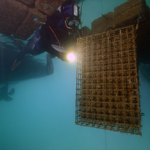 La-Restauration-écologique-en-milieu-marin