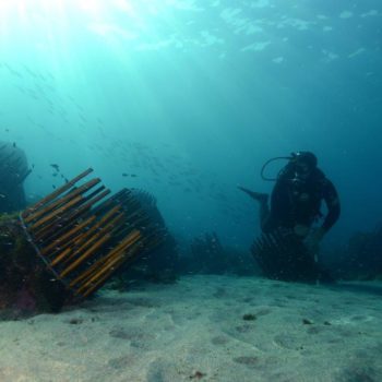 Biohut Digue © Remy Dubas ECOCEAN