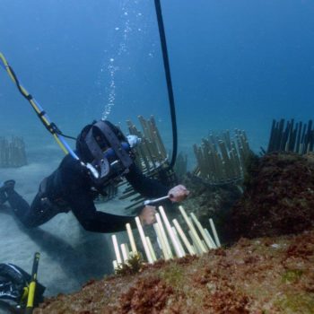 Biohut Digue © Remy Dubas ECOCEAN