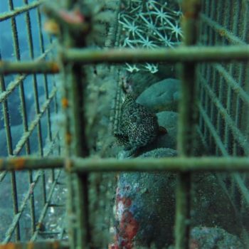 Biohut EcoLest Epinephelus © Amelie Fontcuberta ECOCEAN