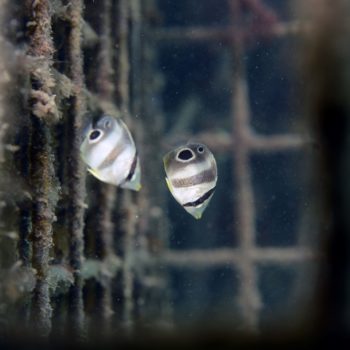 Biohut Guadeloupe © Remy Dubas ECOCEAN