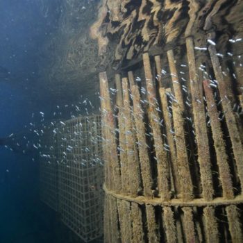 Biohut KELP © Remy Dubas ECOCEAN