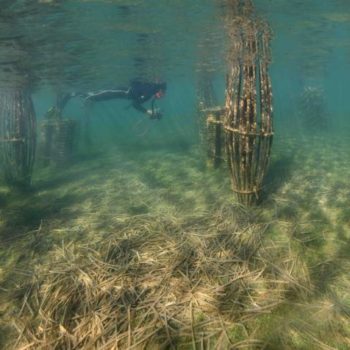 Biohut Pieux © Remy Dubas ECOCEAN