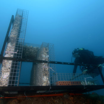 Biohut RECIFS © Remy Dubas ECOCEAN