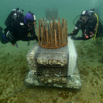 Biohut UOS © Remy Dubas ECOCEAN