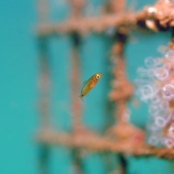 Diplodus annularis © Remy Dubas ECOCEAN