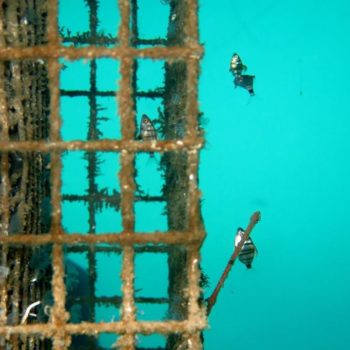 Diplodus puntazzo © Amelie Fontcuberta ECOCEAN