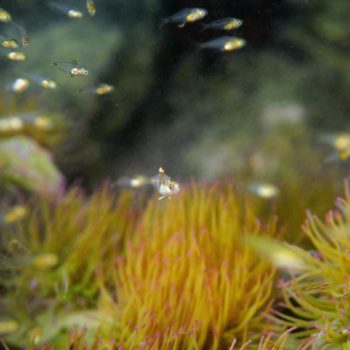 Diplodus puntazzo © Remy Dubas ECOCEAN