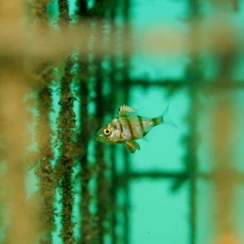 Diplodus puntazzo © Remy Dubas ECOCEAN