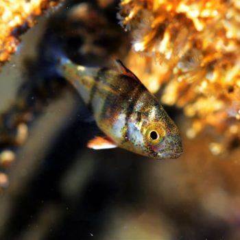 Diplodus puntazzo © Remy Dubas ECOCEAN