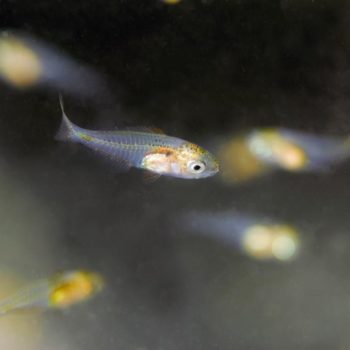 Diplodus vulgaris © Remy Dubas ECOCEAN