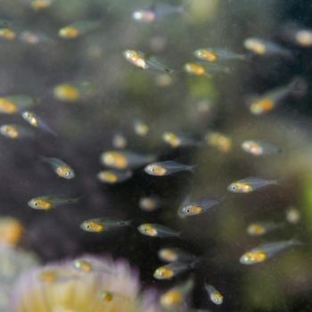 Diplodus vulgaris © Remy Dubas ECOCEAN