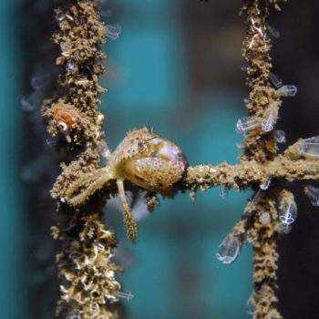 Eriphia verrucosa © Remy Dubas ECOCEAN