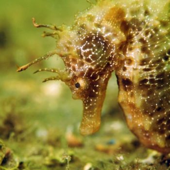 Hippocampus guttulatus © Remy Dubas ECOCEAN