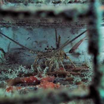 Langouste © Remy Dubas ECOCEAN