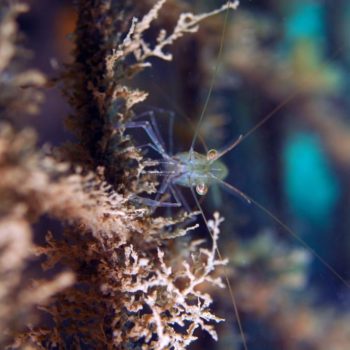 Palaemon sp © Remy Dubas ECOCEAN
