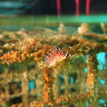 Nudibranche © Amelie Fontcuberta ECOCEAN