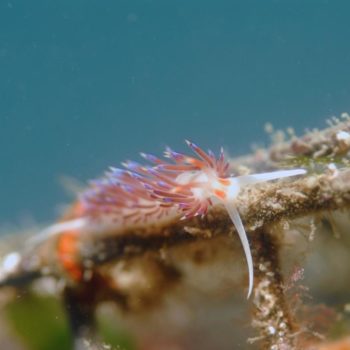 Nudibranche © Remy Dubas ECOCEAN