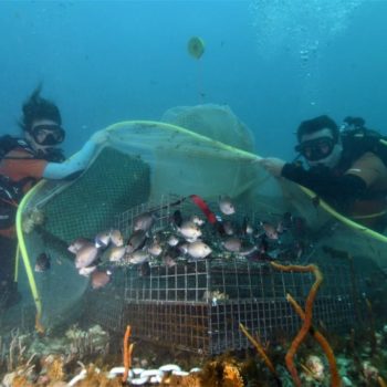Repeuplement BIORESTORE © Remy Dubas ECOCEAN