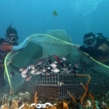 Repeuplement BIORESTORE © Remy Dubas ECOCEAN