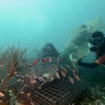 Repeuplement BIORESTORE © Remy Dubas ECOCEAN