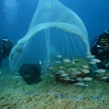 Repeuplement BIORESTORE © Remy Dubas ECOCEAN